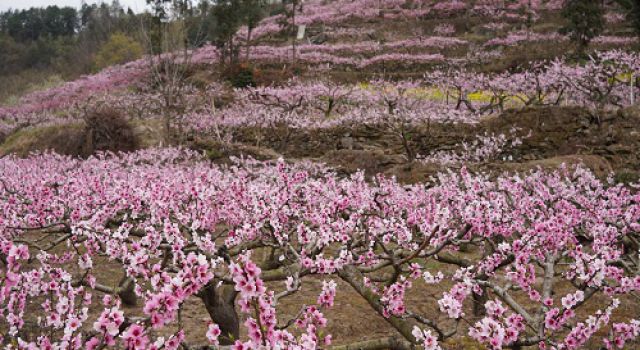 四川九绵高速JL8总监办组织开展春日赏花活动 四川九绵高速JL8总监办组织开展春日赏花活动