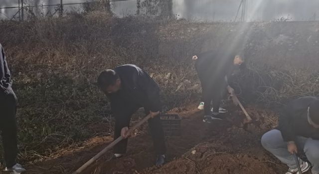 沂南县交通工程总监处红薯大丰收 沂南县交通工程总监处红薯大丰收