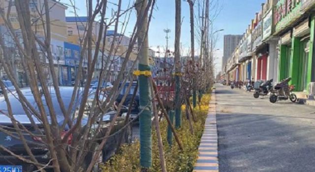 庆云县青年街改造项目绿化工程冲刺保工期 庆云县青年街改造项目绿化工程冲刺保工期